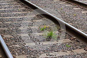 Yellow flowers sprouted through the embankment of the railway tracks