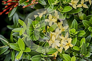 Yellow flowers squeezed by green leaves