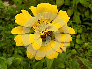 Yellow flowers of Sri Lanka
