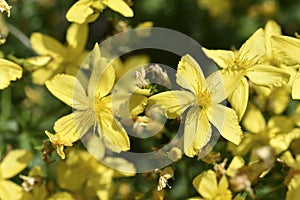 Yellow flowers of St. John's wort Hypericaceae of the order Malpighiales. Beautiful little flowers macrophoto photo