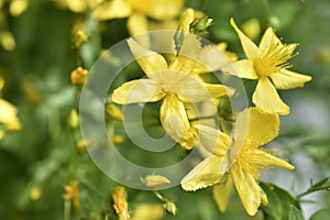 Yellow flowers of St. John's wort Hypericaceae of the order Malpighiales. Beautiful little flowers macrophoto photo