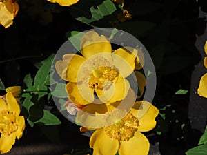 Goldencup or St. Johns wort photo