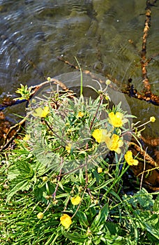 Yellow flowers and sticks in the water of a lake