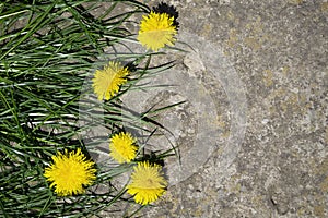 Yellow flowers on a stone background, yellow dandelions and grass.