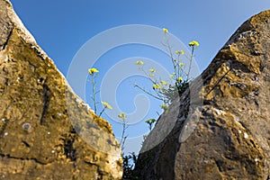 Yellow flowers on stones closeup
