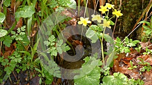 Yellow flowers on stream shores