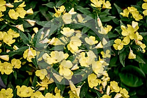 Image for background with green plants and yellow flowers photo