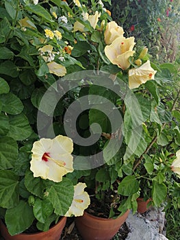 Yellow flowers in summer garden