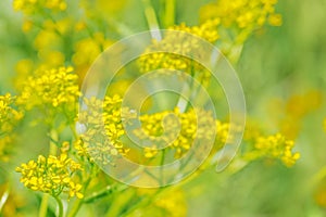 Yellow flowers on a summer meadow