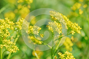 Yellow flowers on a summer meadow