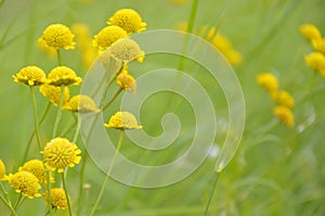 Yellow flowers in a summer meadow. Anthemis