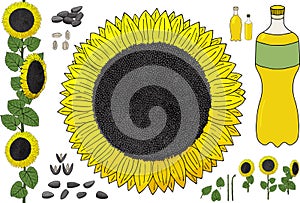 Yellow flowers of a sunflower, sunflower seeds and oil in a plastic bottle