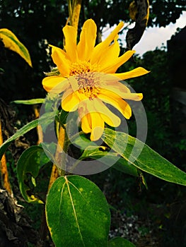 Yellow flowers, sunflowers bloom