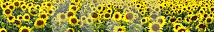 Yellow flowers of sunflowers on the field