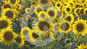 Yellow flowers of sunflowers on the field