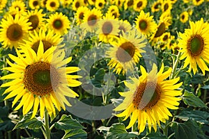 Yellow flowers of sunflowers on field