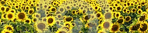 Yellow flowers of sunflowers on the field