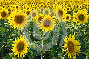 Yellow flowers of sunflowers on field