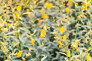 Yellow flowers - Sunn hemp field in sunny day