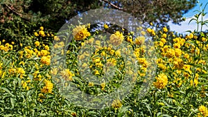 Yellow flowers on a sunny day with blue leaves and green trees