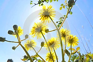 Yellow flowers on a sunny day photo