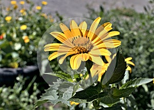 Yellow flowers Sunny heliopsis