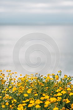 Yellow flowers at Sunset Cliffs Natural Park in Point Loma, San Diego, California