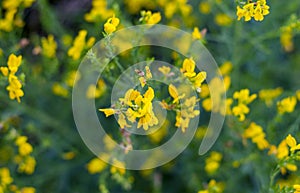 Yellow flowers of sweet clover