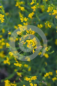 Yellow flowers of sweet clover