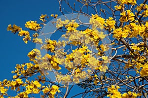 The yellow flowers of the tabebuia ipÃª tree in the spring season 03