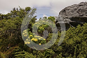 Yellow Flowers on the Table mountain near Cape Town