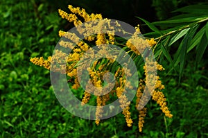 yellow flowers of tall goldenrod, Solidago gigantea,