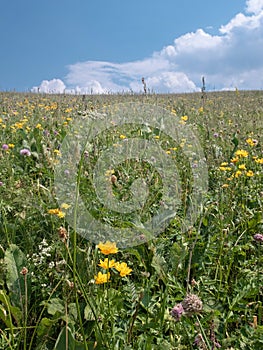 Yellow flowers in tall green grass tussocks