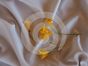 yellow flowers, tecoma stans yellow bell, ornamental africa, on white cloth background