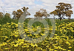 Yellow flowers by the Temora Blowhole, NSW, Australia.