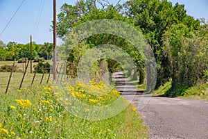 The yellow flowers of Texas groundsel grow along a country road in springtime