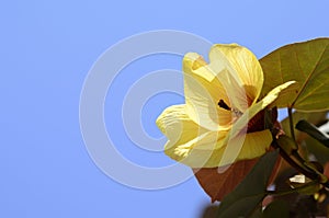 Yellow flowers of Thespesia populnea Hibiscus Tiliaceus photo