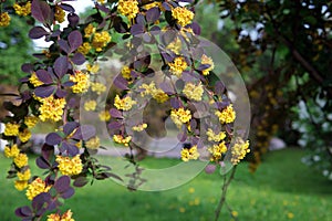 Yellow flowers of Thunberg\'s barberry or Japanese barberry in spring. Bright colors of spring foliage