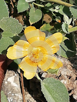 Yellow flowers to so beautiful neture plant amazing flowers