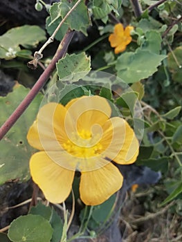 Yellow flowers to good neture art