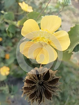 Yellow flowers to good neture art