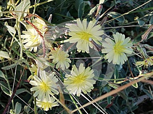 Yellow flowers to good neture art so beautiful neture plant amazing flowers