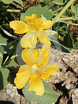 Yellow flowers to so many different colors