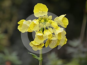 Yellow flowers on a tokyo bekana plant