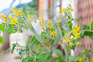 Yellow flowers of a tomato plant