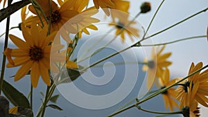 Yellow flowers of Topinambur, Helianthus tuberosus, Jerusalem artichoke