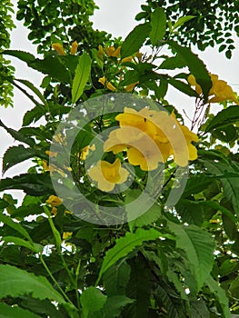 Yellow flowers on a tree, D4 HCMC  Vietnam