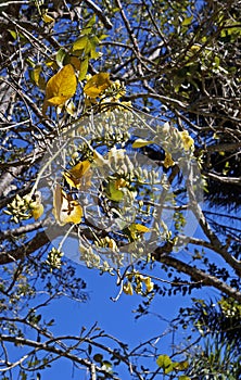 Yellow flowers on tree, Erythrina fusca, Rio