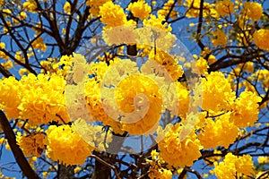 Yellow flowers of tree Tabebuia aurea photo