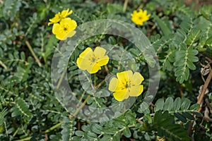 Yellow flowers of Tribulus terrestris plant